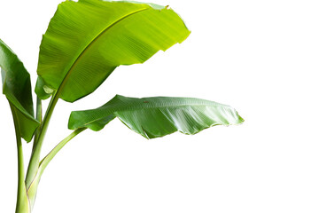 Banana tree with fresh green leaves isolated on white background