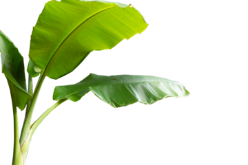 Banana tree with fresh green leaves isolated on white background
