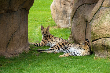 Family of cheetahs resting in the shade between rocks, African safari concept