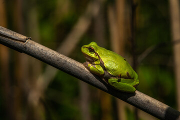 reptile eastern tree frog sits on a reed stalk on a sunny spring day