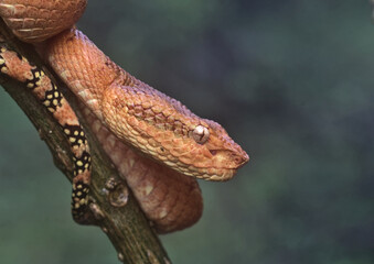 close up of a orange morph malabar pit viper in Amboli India