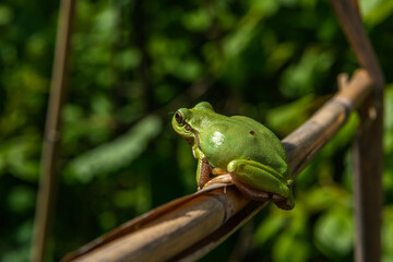 reptile emerald green oriental tree frog sits on a reed stalk on a sunny spring day
