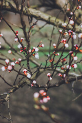 Buds on trees in spring