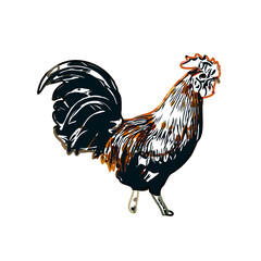 Color sketch of a rooster with transparent background