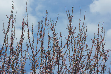 Fototapeta premium Buds on trees in spring. Tree branches against the sky