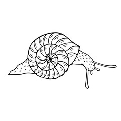 Sketch,doodle decorative snails.Vector graphics.