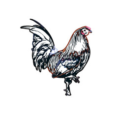 Color sketch of a rooster with transparent background
