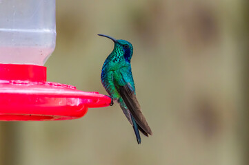 Fototapeta na wymiar A view of a Sparkling Violetear Hummingbird at a feeder in the cloud forest in Monteverde, Costa Rica in the dry season