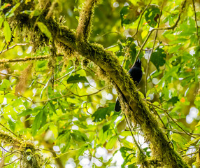 An azure-hooded jay bird on a branch in the cloud forest in Monteverde, Costa Rica in the dry season
