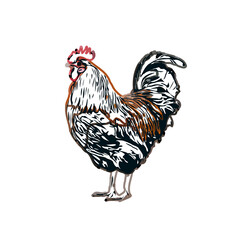 Color sketch of a rooster with transparent background