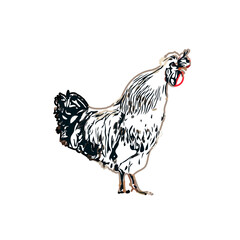 Color sketch of a rooster with transparent background