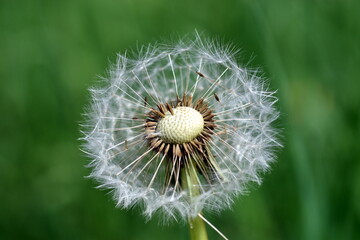 Nahaufnahme einer Pusteblume
