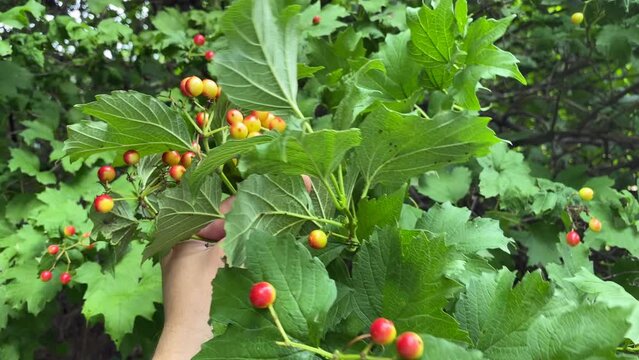 Large fruits of red viburnum, we collect the fruits with our hands.