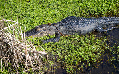 American Alligator basking and swimming in the marsh at Sweetwater wetlands in Gainesville Florida.