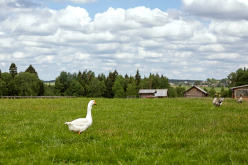 Big white goose in the meadow. Domestic geese on the green lawn at the farm. Agriculture. Livestock. Organic farm.