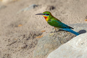 A Blue tailed Bee Eater resting in ground