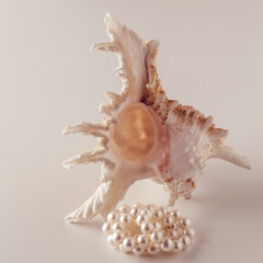 beautiful pearl beads on a seashell