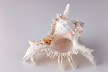 very beautiful seashell on a light background