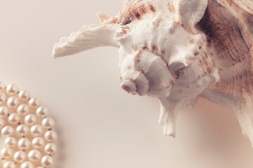 beautiful pearl beads on a seashell