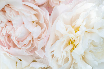Beautiful aromatic fresh blossoming tender pink peonies texture, close up view. Romantic background