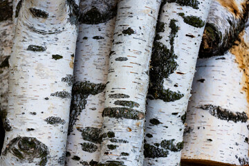 birch wood. birch bark texture