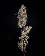 Mature Cannabis Flower by Ryan Wheeler