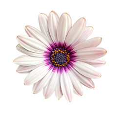 Whie and pink Osteosperumum Flower Daisy Isolated on transparent Background. Macro Closeup. A white Cape Marguerite Daisy flower with purple center isolated on transparent background