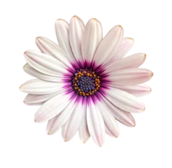 Foto op Plexiglas Whie and pink Osteosperumum Flower Daisy Isolated on transparent Background. Macro Closeup. A white Cape Marguerite Daisy flower with purple center isolated on transparent background © Albina