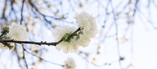 White blooming tree in spring