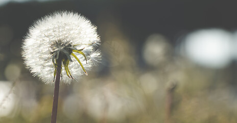 Fluffy Dandelion in sunrise sun close up