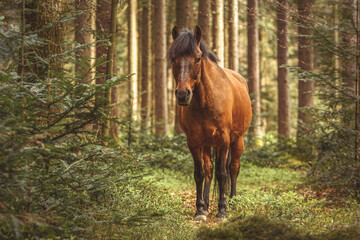 Portrait of a bay brown huzule pony posing in a forest in spring outdoors