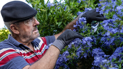Gray hair man pruning flowers in the backyard in his garden