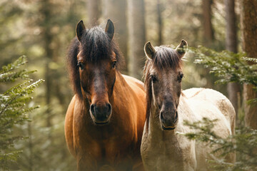 Head portrait of an adult huzule pony and a young konik horse in a forest in spring outdoors © Annabell Gsödl
