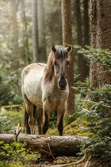 Portrait of a young konik horse posing in a forest in spring outdoors