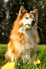 Upright portrait of an icelandic sheepdog holding a tulip flower in it´s mouth and sitting on a wildflower meadow in early spring outdoors