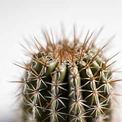 cactus close up throns