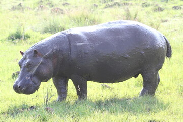 Closeup of a hippo grazing in daylight