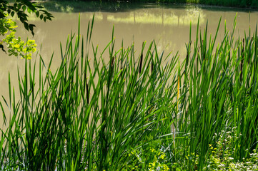 Obraz premium Water plants on the shore of the lake