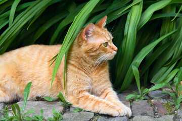 Ginger cat on garden on summertime
