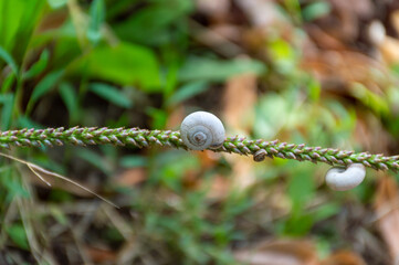 A white snail sits on a blade of grass