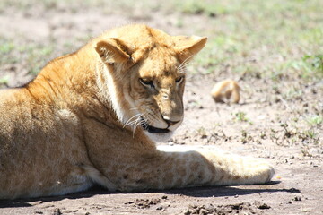 Portrait of a grown-up lion cub resting after a sucessful hunt