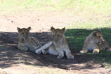 Three grown-up lion cubs resting in the shade of a bush, closeup