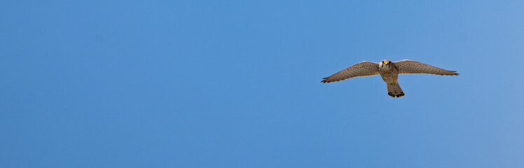 Kestrel bird soaring in the sky