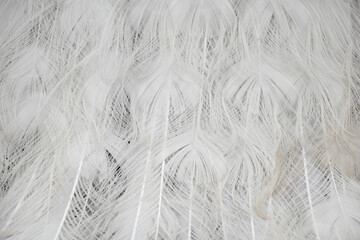 White peacock as background close-up, white feathers and wings