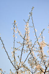Blooming branches against the blue sky