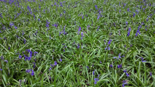 Flying low over springtme Bluebells