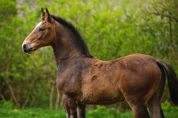 Beautiful young horse