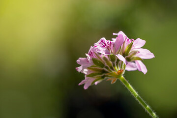 A sweet scented geranium with pink flowers. Blooming plant in spring time. Soft background. Pink Flowers. Pelargonium graveolens.
