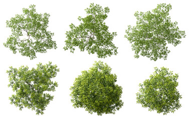 Cutout top view trees set landscaping 3d render png file