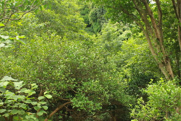 Green forest with trees and plants in the summer season. Nature background. Mountain landscape with trees and shrubs